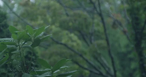 Raining Foliage Rack focus Stock Footage 137430410