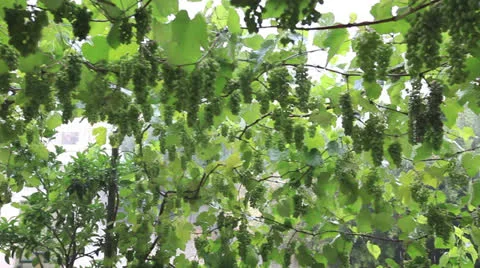 Raining Stockbeeldmateriaal 26022066