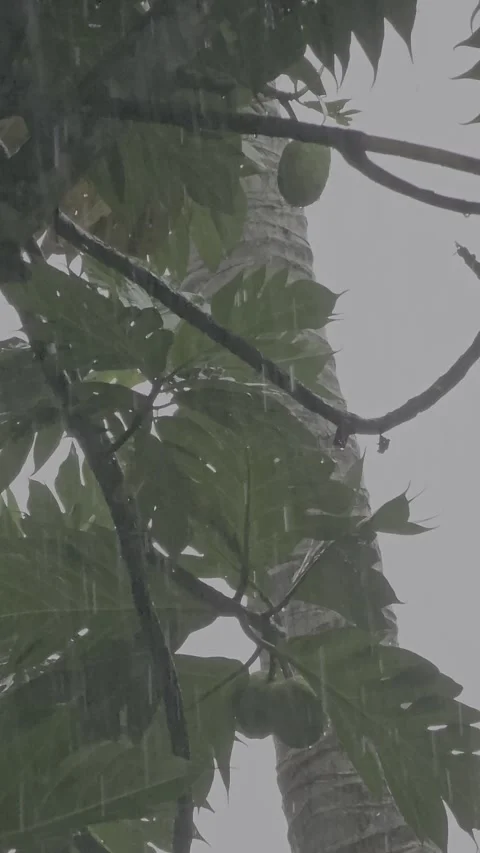 Raining Video stock 310325160