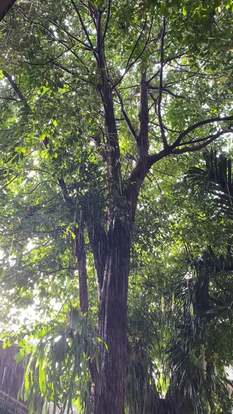 Raining Stock Footage 328160711