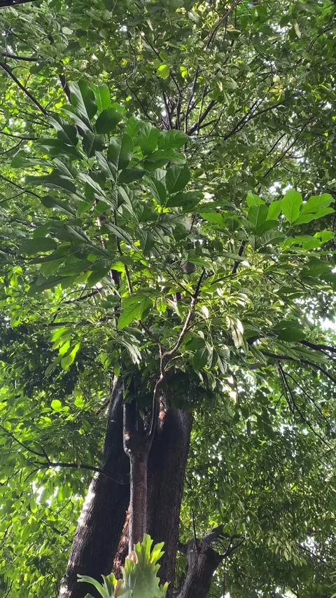 Raining Stock Footage 328160745