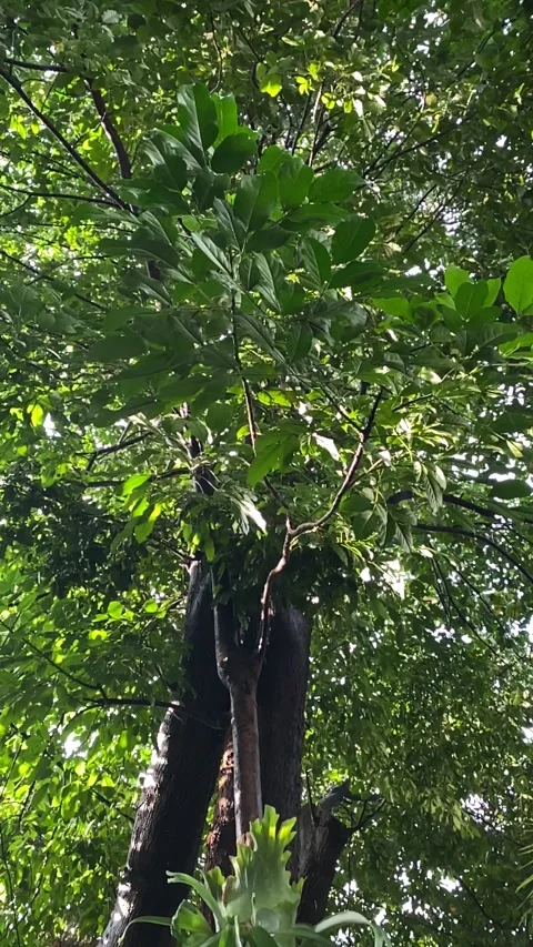 Raining Stock Footage 328160872