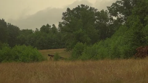 Raining Forest (2 part) Video stock 156800778