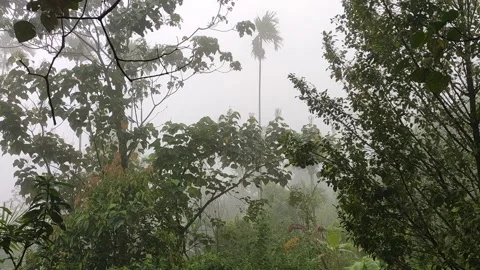 Raining in forest area Stock Footage 134790750