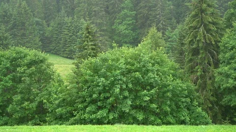 Raining forest day Stock Footage 84854436