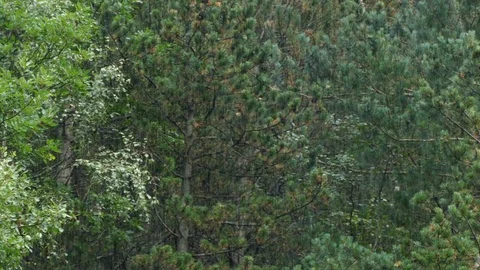 Raining in the forest. Stock Footage 80034038