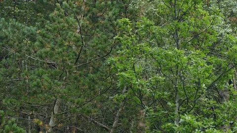 Raining in the forest. Stock Footage 80037632
