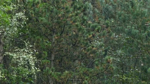 Raining in the forest. Video stock 80090061
