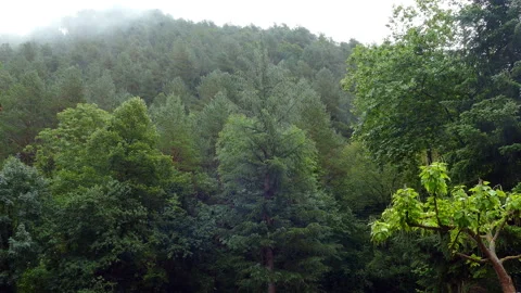 Raining in the forest. Stock Footage 118158907