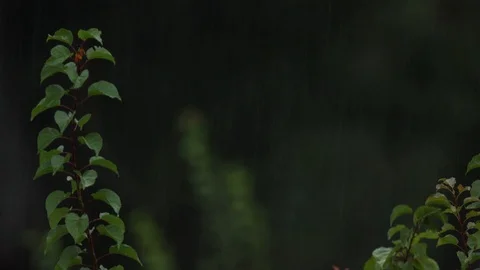 Raining on the forest 스톡 동영상 126999488