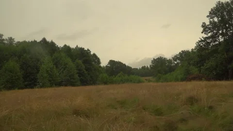 Raining Forest Video stock 156800836