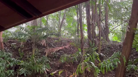 Raining in Forest Stock Footage 167068652