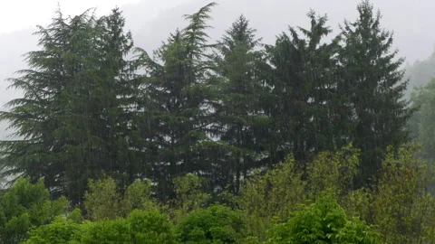 Raining in the forest. Video stock 316701242