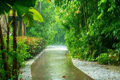 Raining in the Forest Foto stock