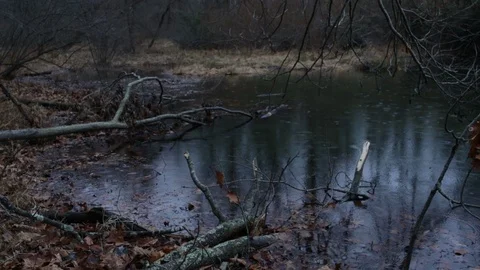 Raining on Forest Pond Woods 動画素材 103636270