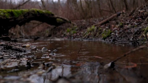 Raining in the forest in spring Stock Footage 126007497