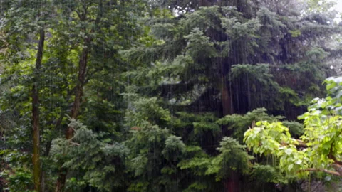 Raining in the forest.Audio available Stock Footage 118159087
