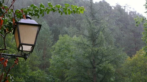 Raining in the forest.Audio available Stock Footage 118159140