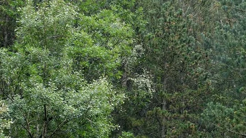 Raining in the forest.Slow Motion. Stock Footage 80033914