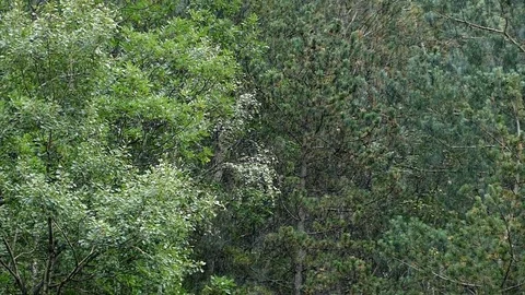Raining in the forest.Slow Motion. Stock Footage 80033988