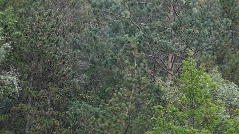 Raining in the forest.Slow Motion. Stock Footage 80037198