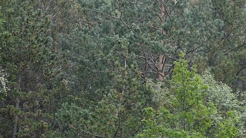Raining in the forest.Slow Motion. Video stock 80037259