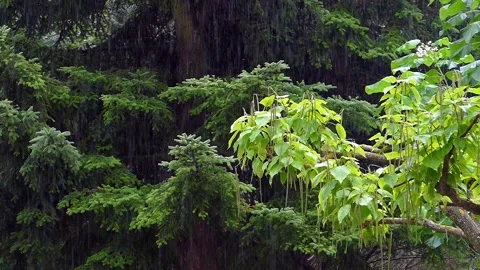 Raining in the forest.Slow Motion. Stock Footage 118158970