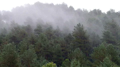 Raining in the forest.Time Lapse. Stock Footage 118158696