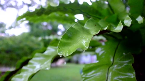 Raining in garden Stock Footage 41693544