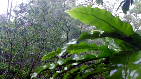 Raining in garden Stock Footage 41693606