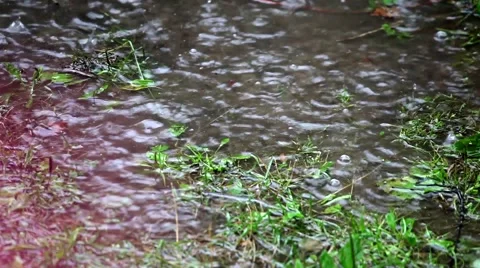 Raining in the garden Stock Footage 52674536