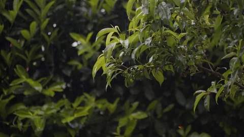 Raining in the garden Stock Footage 75172810