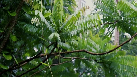 Raining in the garden. Raindrops on leaf tree Stockbeeldmateriaal 244688818
