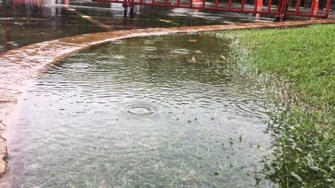 Raining on a grass Stock Footage 100806241