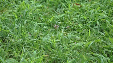 Raining in the grass 库存影片 123822220