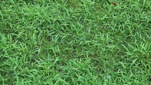 Raining in the grass Stock Footage 123824309