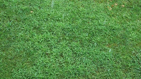 Raining in the grass 库存影片 123835053