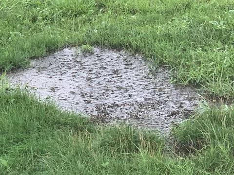 Raining Grassy water puddle Stock Photos