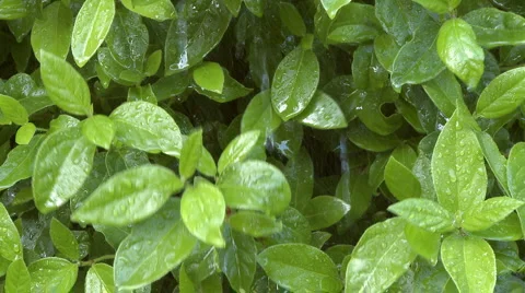 Raining on green leaves Stock Footage 905382