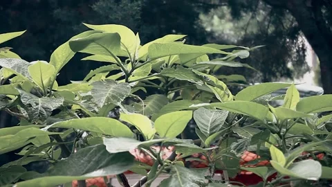 Raining on Green Leaves Video stock 130943649