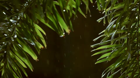Raining on green tree background Stock Footage 140120348