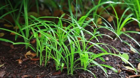 Raining on ground cover Stock Footage 11077872