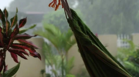 Raining hammaka yard Stock Footage 975088