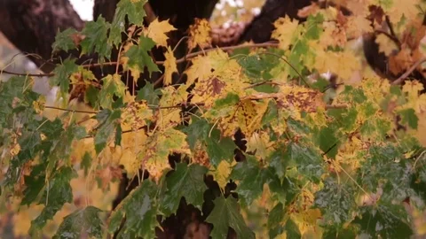 Raining hard on tree with Autumn Colors 動画素材 86611774