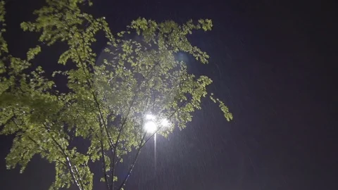 Raining Hard Tree Lighting Storming Stock Footage 91270687