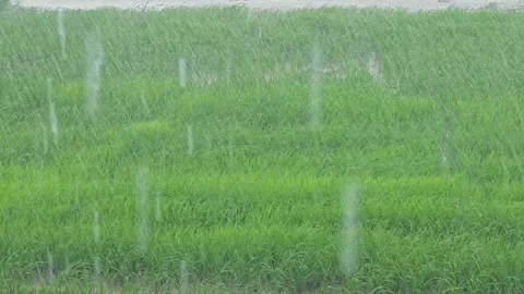 Raining heavily on the paddy rice fields. Stock Footage 309997234
