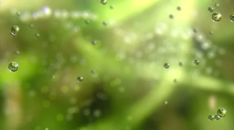 Raining inside a forest (seamless loop) Stock Footage 35235100