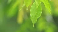 Raining In The Jungle Forest, Raindrops On The Leaves, Closeup Shot Stock Footage