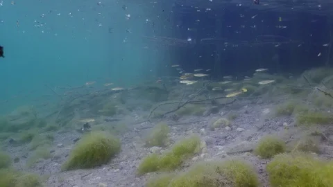 Raining in a lake with small fish and crayfish Stock Footage 116876108