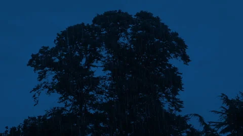 Raining On Large Tree In The Dark Stock Footage 344474536